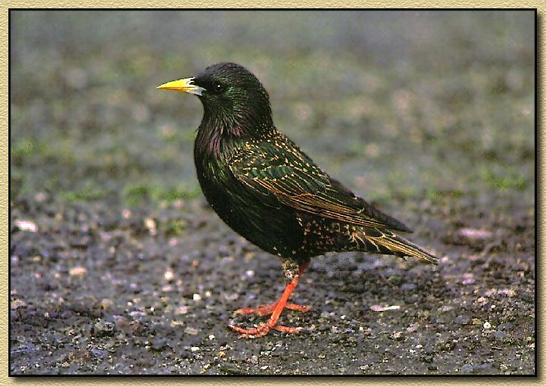 European Starling 01-Spotted Blackbird.jpg