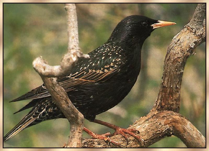 European Starling 02-Spotted Blackbird.jpg