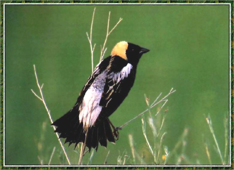 Bobolink 01-Yellow-headed Blackbird.jpg