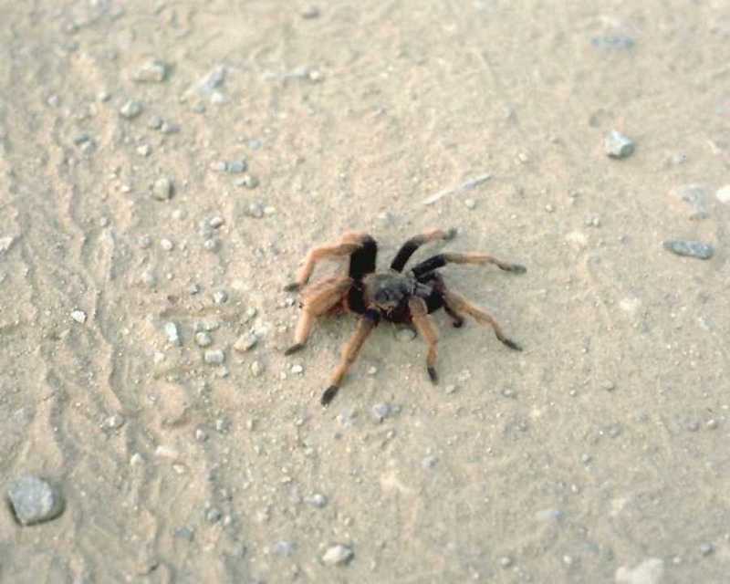 anmin013-Spider-Crawls on sandpebbles.jpg