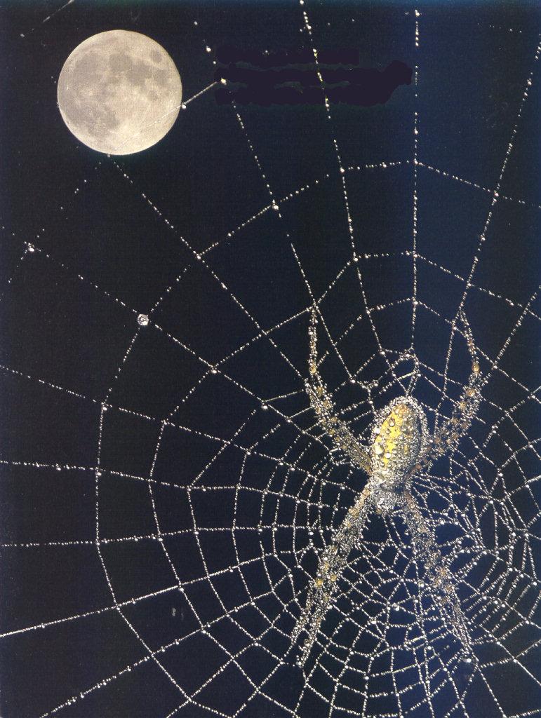 lj Spider Moonweb.jpg