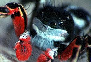 Painted Spider-hamericanusmp-Face Closeup.jpg