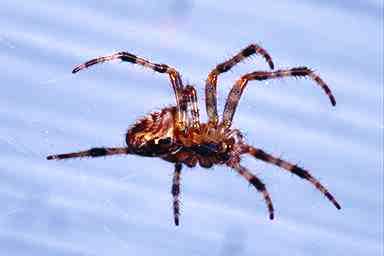 Spindel1-Spider-closeup.jpg