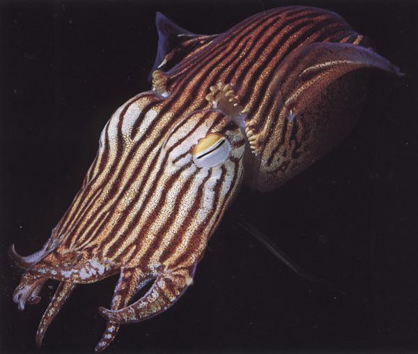 bs-nat-Pin-Striped Squid-ros-ngs.jpg