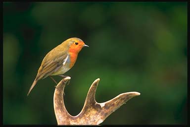 I14-Roodborst-European Robin-perching on horn.jpg