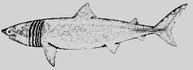 basking shark 2.jpg
