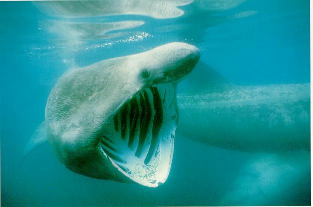 Basking Shark.jpg