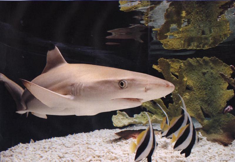 Blacktip Reef Shark-with Bannerfishes.jpg