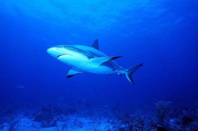 Shark5-Caribbean Reef Shark.jpg