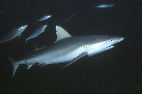11-Grey Reef Shark.jpg
