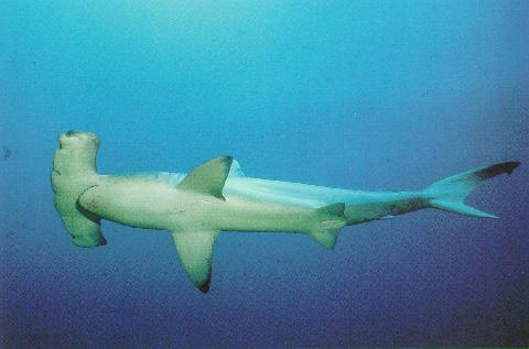 Scallop Hammerhead Shark-Closeup.jpg