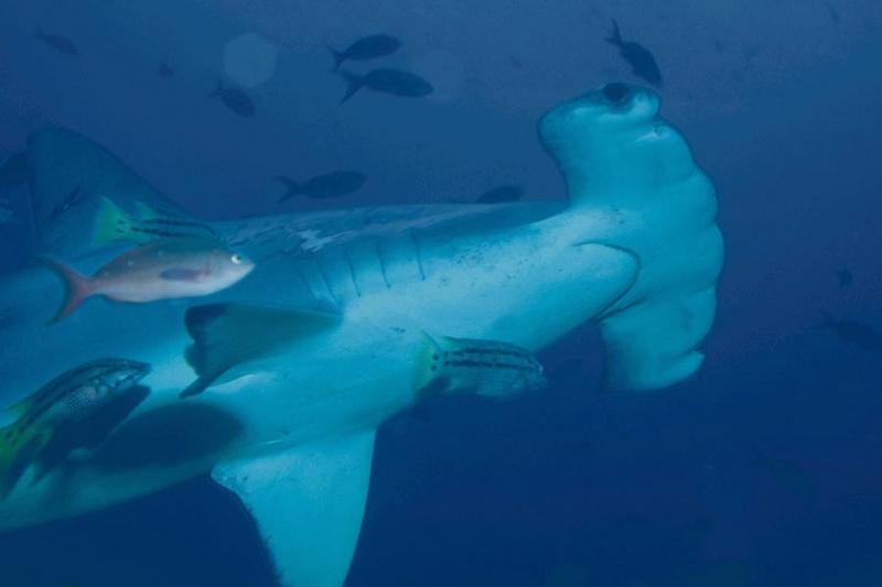 Hammer04-Hammerhead Shark-closeup.jpg