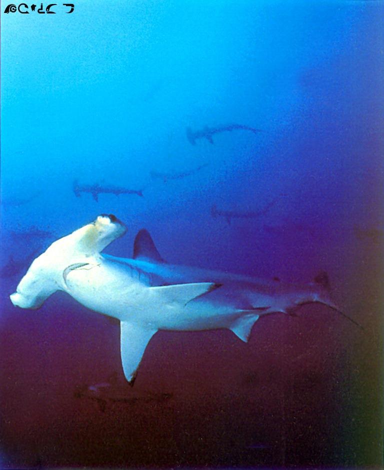 Hammerhead Shark-swmims closeup.jpg