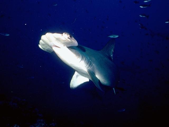 Hammerhead Shark H05k0075.jpg