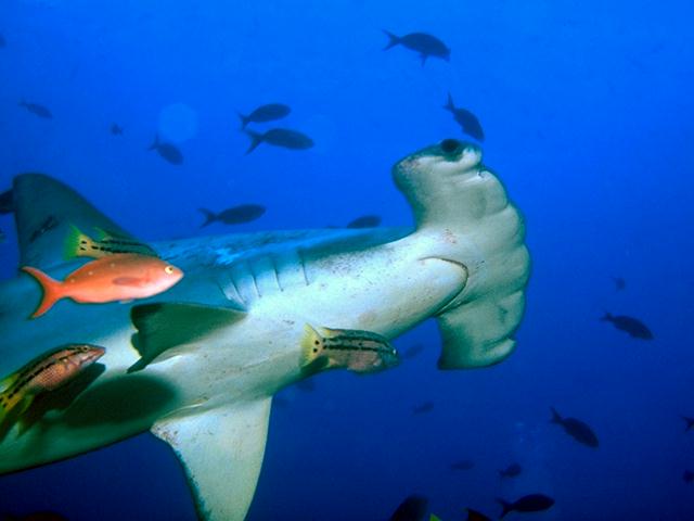 Hammerhead Shark H05k0097.jpg