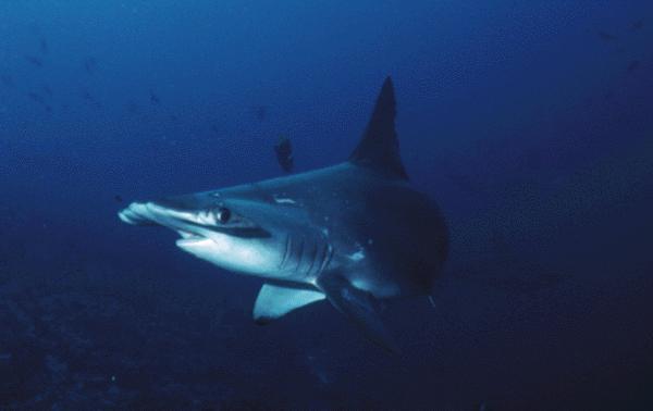 hammerhead shark b.jpg