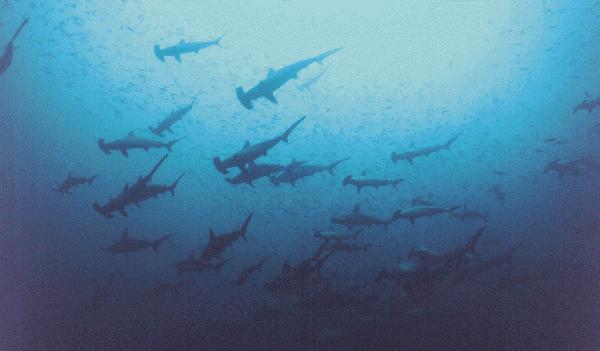 hammerhead sharks.jpg