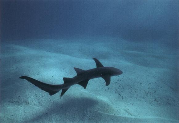 UW G small-Nurse Shark-from Aldabra.jpg
