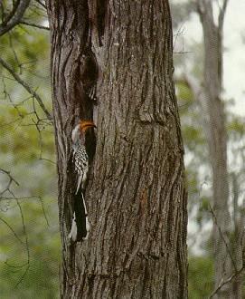 Pardosa birds African woodhoopoe 061-pecking tree.jpg