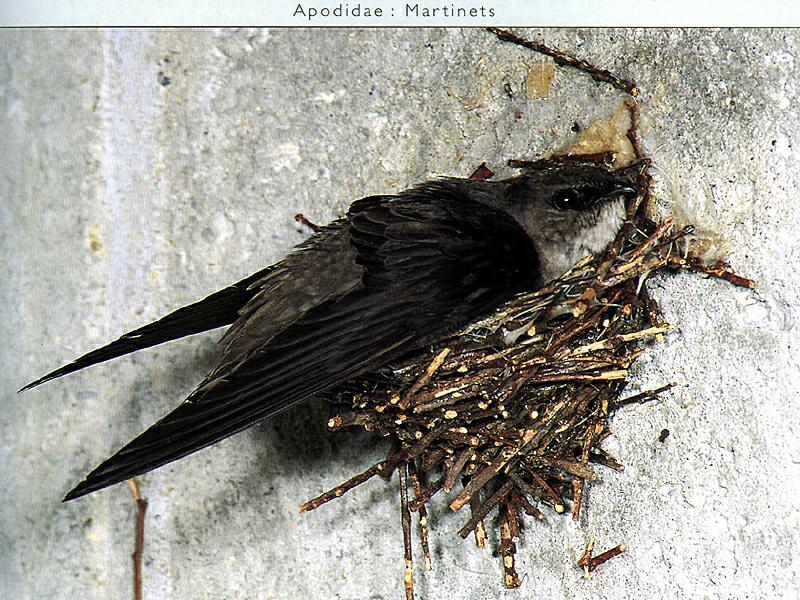 Ds-Oiseau 002-Chimney Swift-on nest.jpg