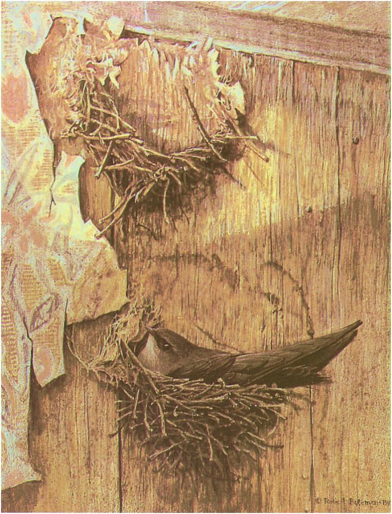Bateman - Chimney Swiftin Nest 1978 zw.jpg