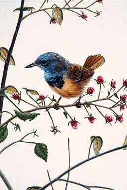 Bird Painting-Blue-headed Warbler 5-perching on tree.jpg