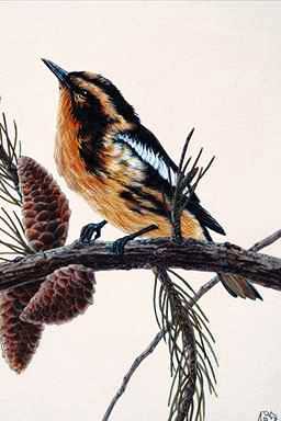 Bird Painting-Warbler 2-perching on pine tree.jpg