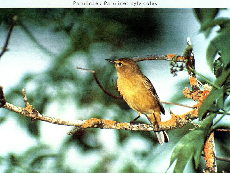 Ds-Oiseau 036-Warbler-Parulinae.jpg