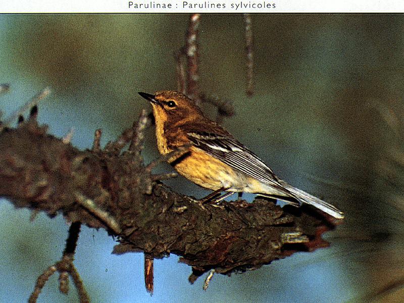 Ds-Oiseau 044-Parulinae Warbler-perching on branch.jpg