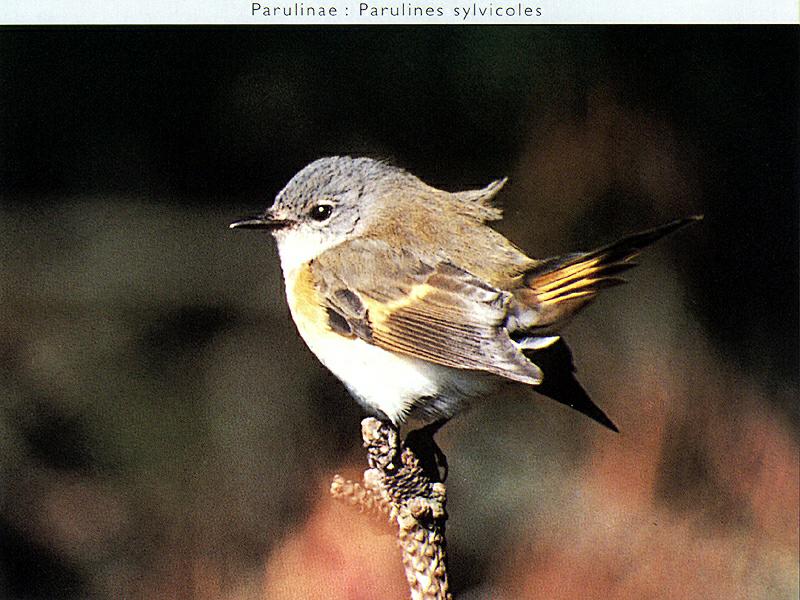 Ds-Oiseau 046-Paruilinae Warbler-on branch tip.jpg