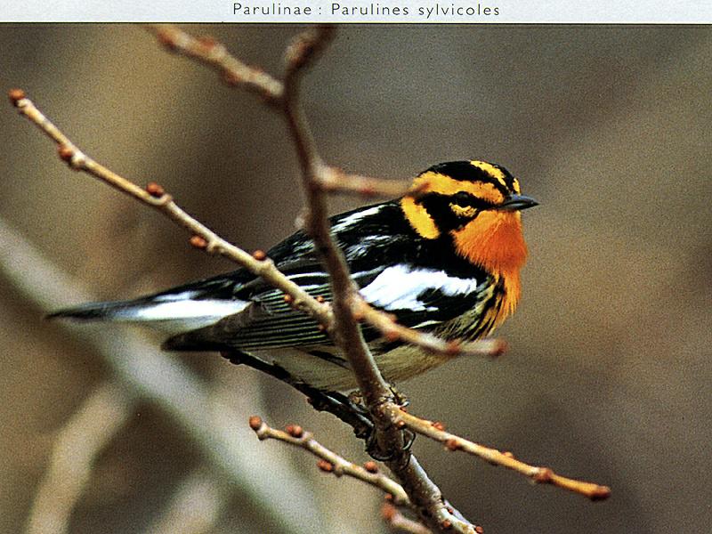 Ds-Oiseau 045-Blackburnian Warbler-perching on branch.jpg