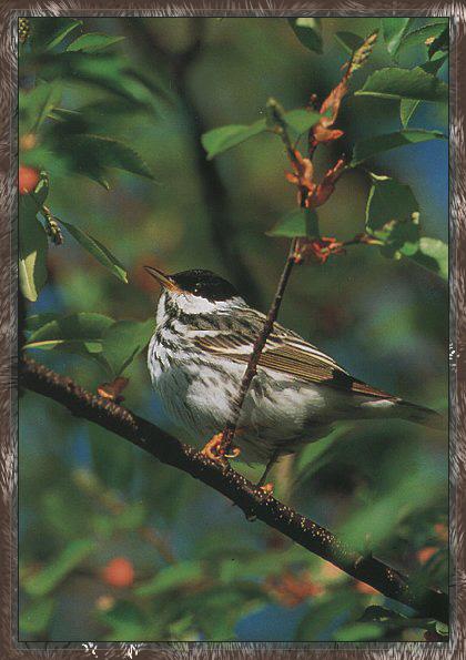 Songbird-Blackpol lWarbler 01-Male-On Tree.jpg