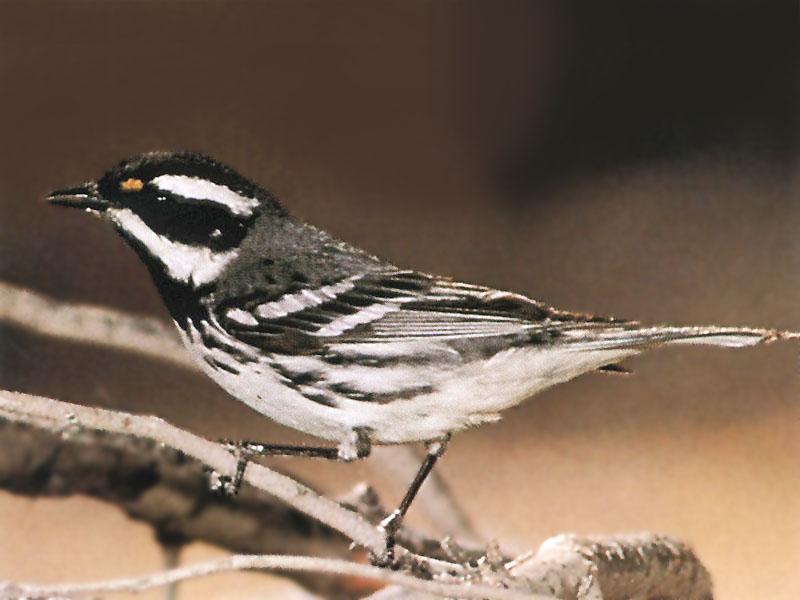 Black-throated Gray Warbler-On Branch.jpg
