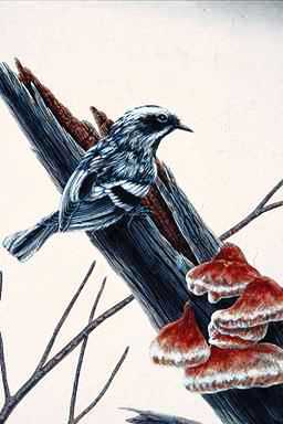 Bird Painting-Black-throated Gray Warbler1-sitting on log.jpg