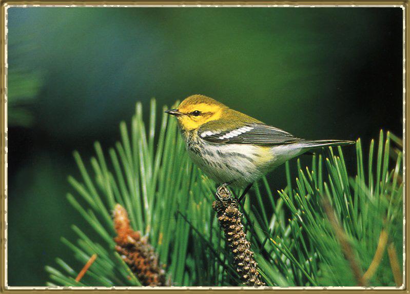 Songbird-Black-throated Green Warbler 01-On Pine Tree.jpg
