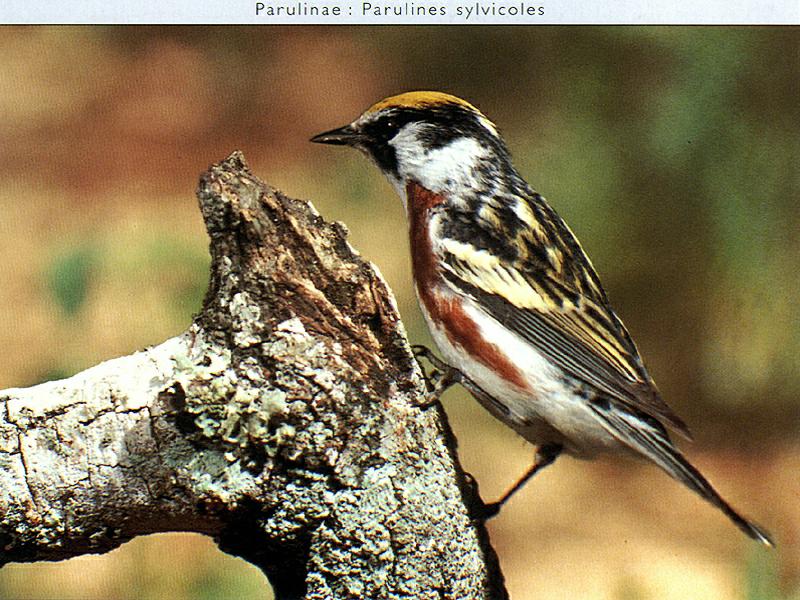 Ds-Oiseau 040-Chestnut-sided Warbler-Parulinae-on tree.jpg