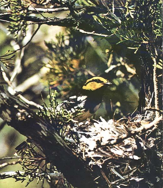 Golden-cheeked Warbler-On Nest.JPG