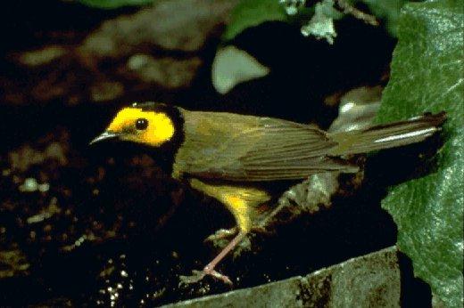 NGS-Hooded Warbler-Yellow Head Bird.jpg