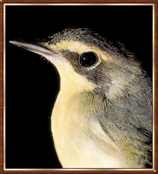 Bird bb001-Kentucky Warbler-face closeup.jpg
