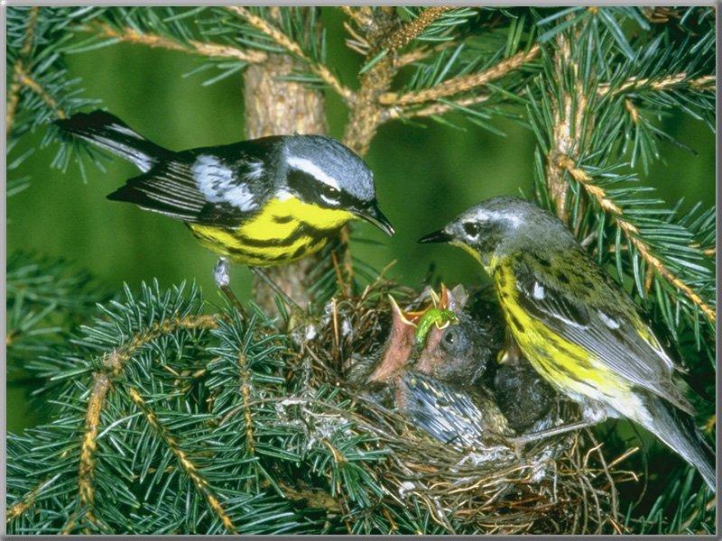 Magnolia Warblers-Family-Mom nursing babies-On Nest.jpg