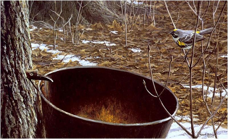 Bateman - Sap Bucket-Myrtle Warbler 1993 zw.jpg
