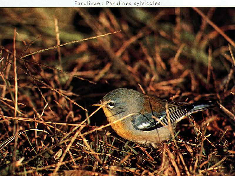Ds-Oiseau 038-Parula Warbler-on grass.jpg