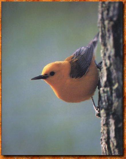 Prothonotary Warbler 01.jpg