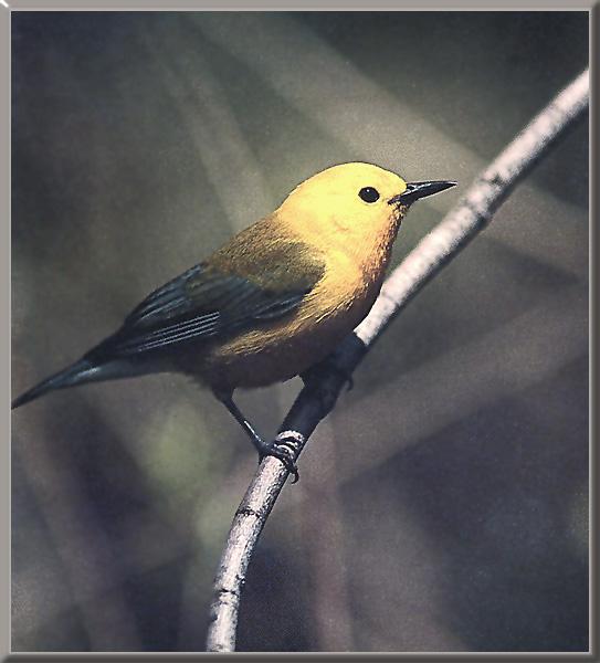 Prothonotary Warbler 02.jpg
