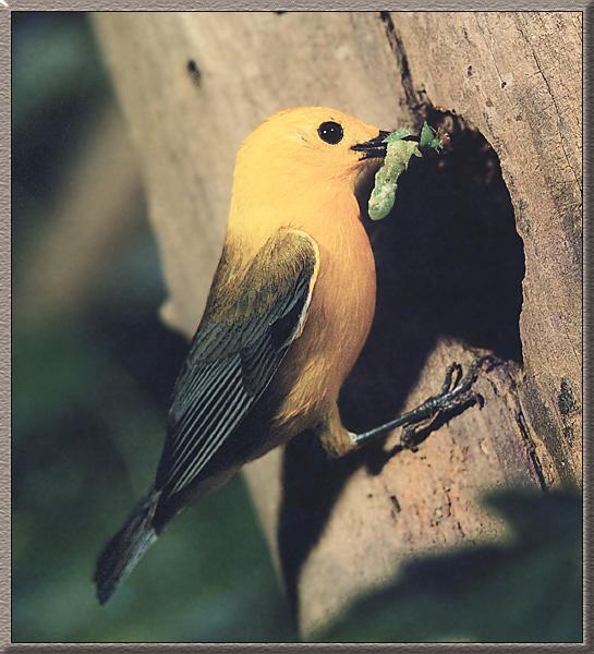 Prothonotary Warbler 03.jpg