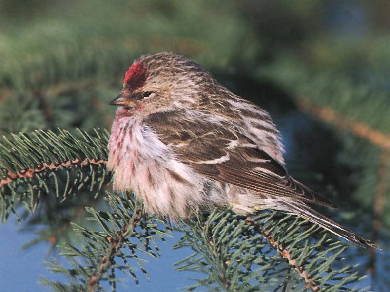 Common Redpoll Warbler 03-Resting on tree.jpg