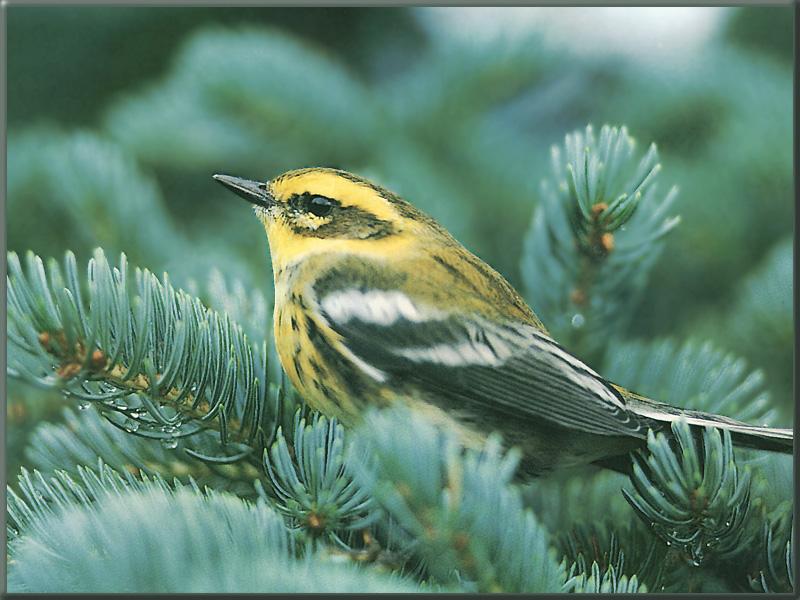 Townsend\'s Warbler 03-On Mourning Tree.jpg