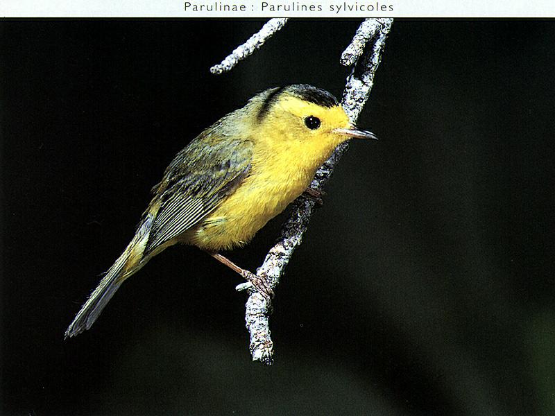 Ds-Oiseau 049-Wilson\'s Warbler-perching on branch.jpg