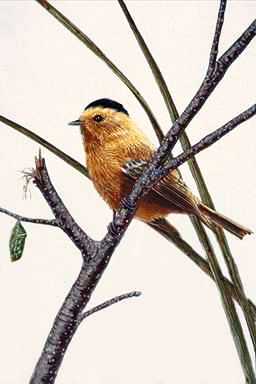 Bird Painting-Wilson\'s Warbler 4-perching on tree.jpg