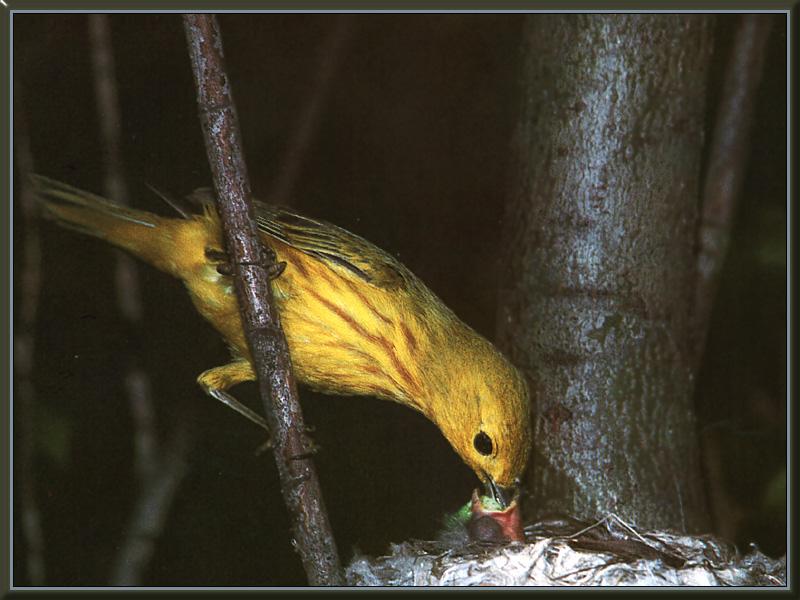 Yellow Warbler 00.jpg